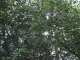 The greenest thing nearby.