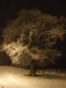 The old oak tree