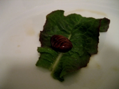 Serving Suggestion: On A Leaf