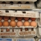 One egg among many