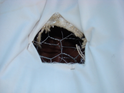 Tyrone Tyrone stares from inside the egg