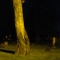 Tree in Grandview Cemetary - Summer