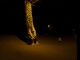 Tree in Grandview Cemetary - Winter