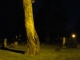 Tree in Grandview Cemetary - Summer