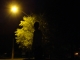 Silhouette of Cara Bear