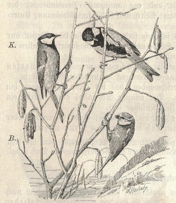 Various Great Tits