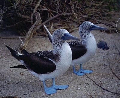 Boobies