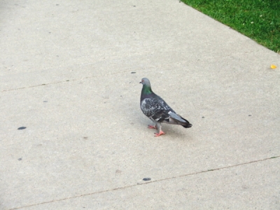 Pigeon!