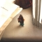 Lil' Homie