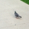 Pigeon!