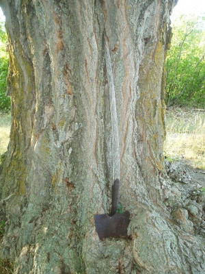 shovel tree.JPG