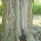 shovel tree.JPG