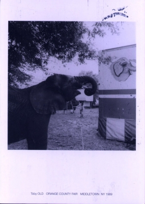 Elephant Postcard