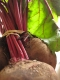 Beets!
