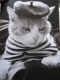peeved french cat.JPG