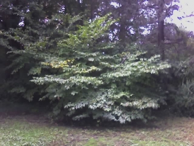 Tree #1 Tree #1