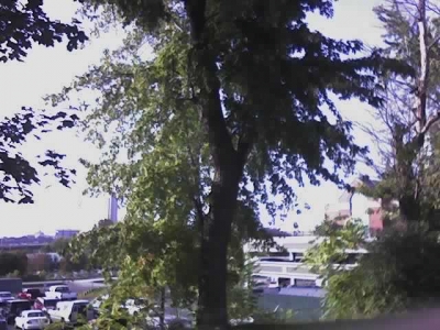 Tree #4 Tree #4