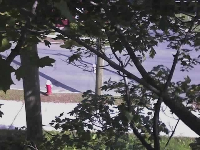 View From Up The Tree