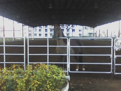 Brown Horse Brown Horse