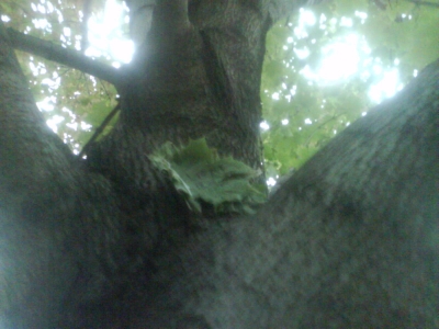 Leaf Book in Tree