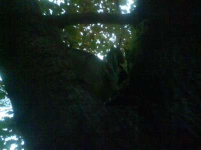 Leaf Book Higher in Tree