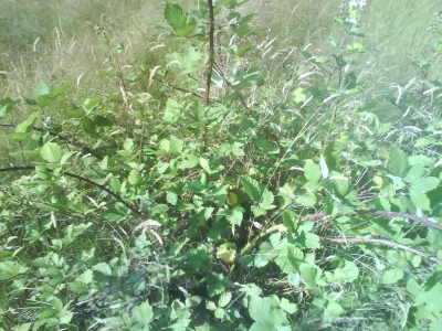 Blackberries Blackberries
