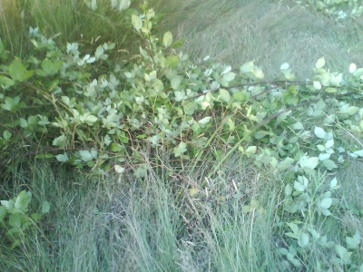 Blackberries Crushed! Blackberries Crushed!