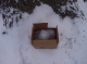 Ice by a tree