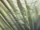 Folded Coat Hanger