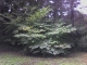Tree #1