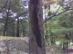 Tree #2