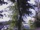 Tree #4