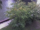 Tree #8 (from above)
