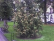 Tree #9