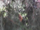 Marker #9 (poor quality)