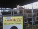 Descartes Horse 2