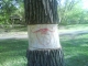 Happy Tree