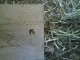 Hole