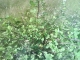 Blackberries