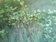 Blackberries Crushed!