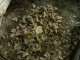 Leaves and Stone