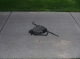 Sidewalk 2
