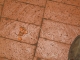 ground.JPG