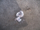 Test Egg