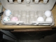Normal Eggs and Secret Eggs