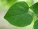 leaf.jpg