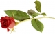 red_rose2.jpg
