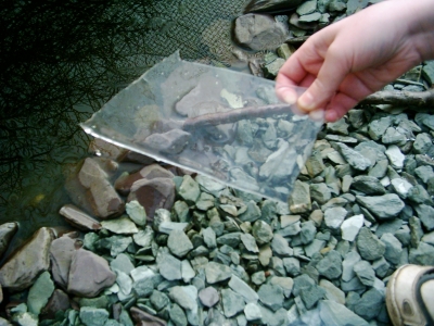 The ice