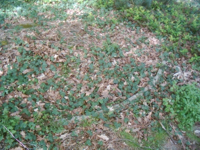 Almost completely hidden Almost completely hidden