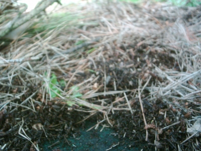 Depth of plant matter